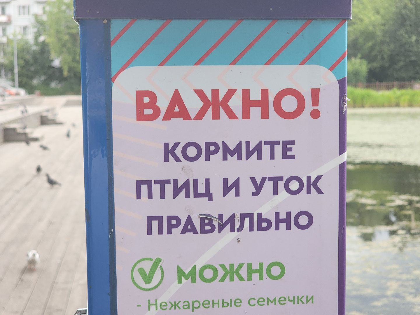 королёв, пруд в микрорайоне Юбилейный, полезное питание для уток,