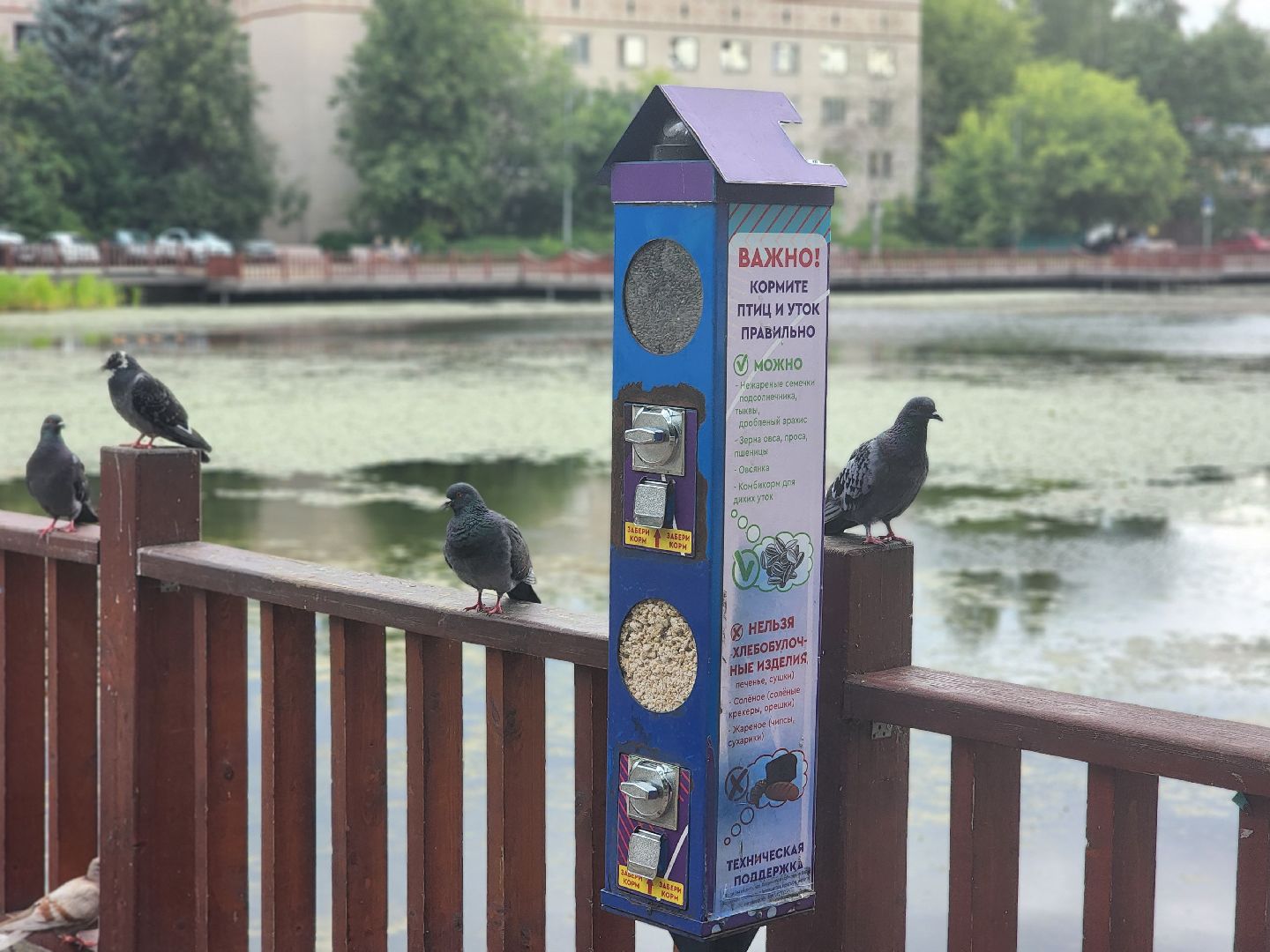 королёв, пруд в микрорайоне Юбилейный, полезное питание для уток,