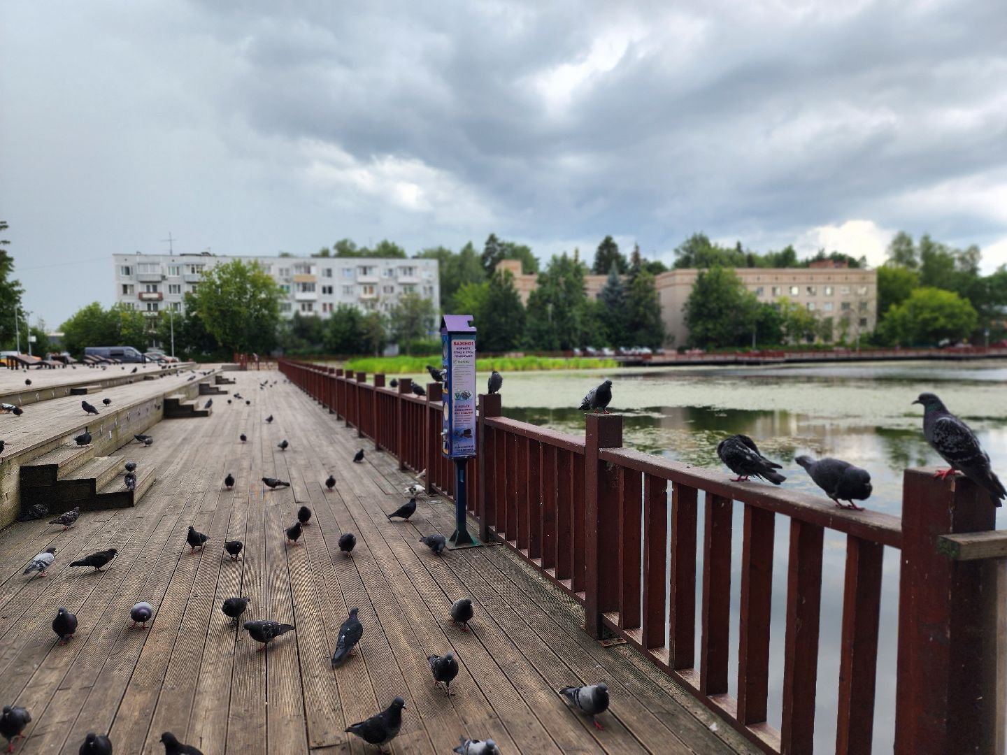 королёв, пруд в микрорайоне Юбилейный, полезное питание для уток,