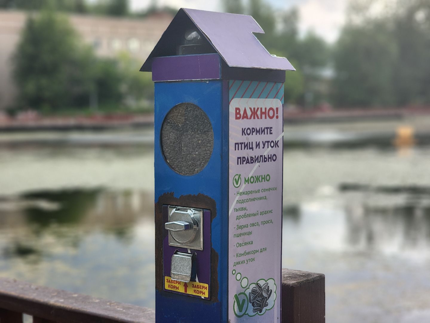 королёв, пруд в микрорайоне Юбилейный, полезное питание для уток,