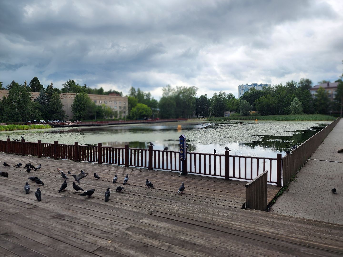 королёв, пруд в микрорайоне Юбилейный, полезное питание для уток,