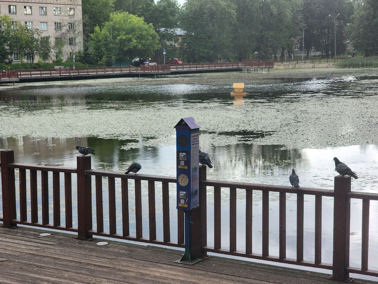 королёв, пруд в микрорайоне Юбилейный, полезное питание для уток,