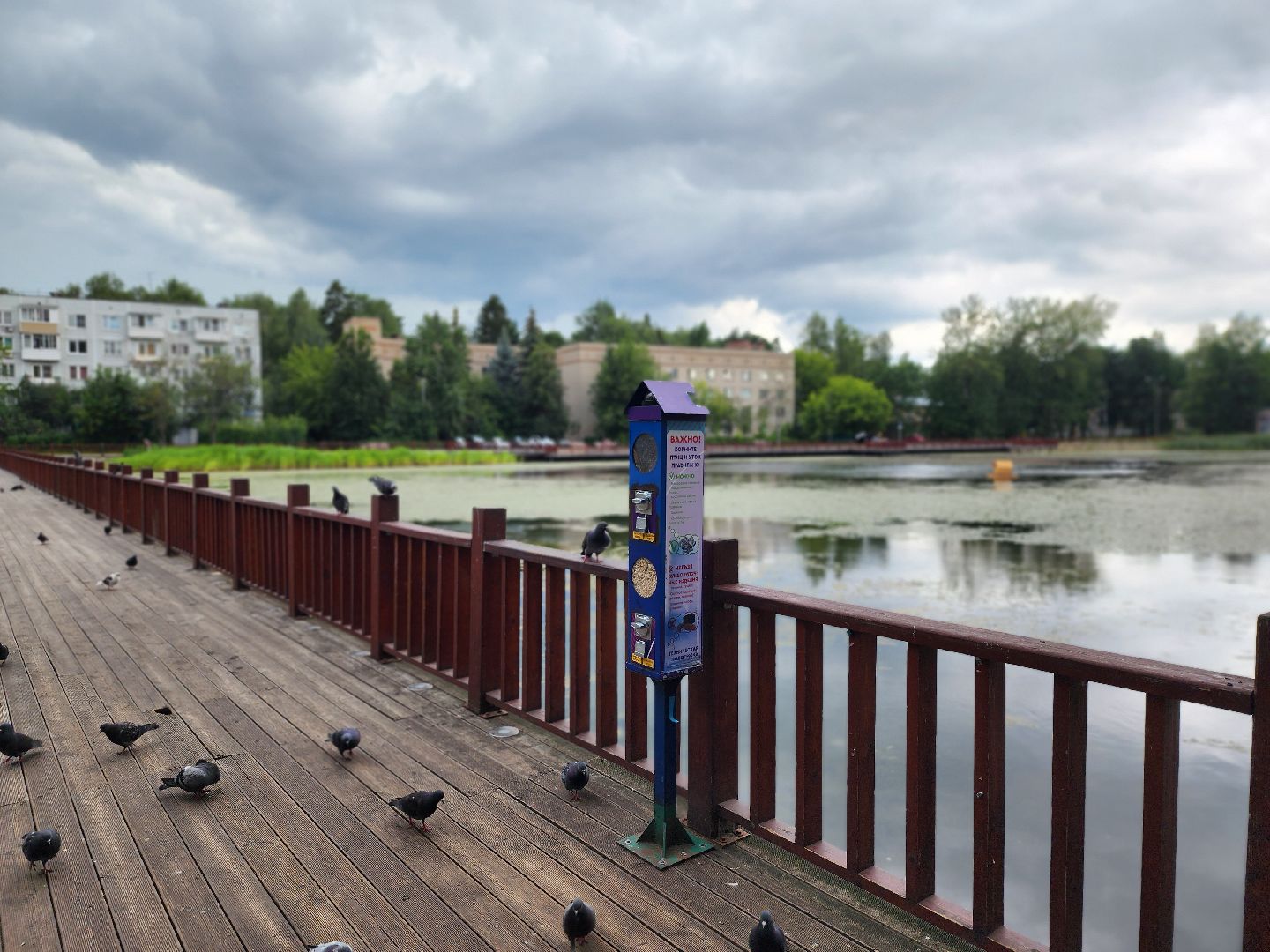 королёв, пруд в микрорайоне Юбилейный, полезное питание для уток,