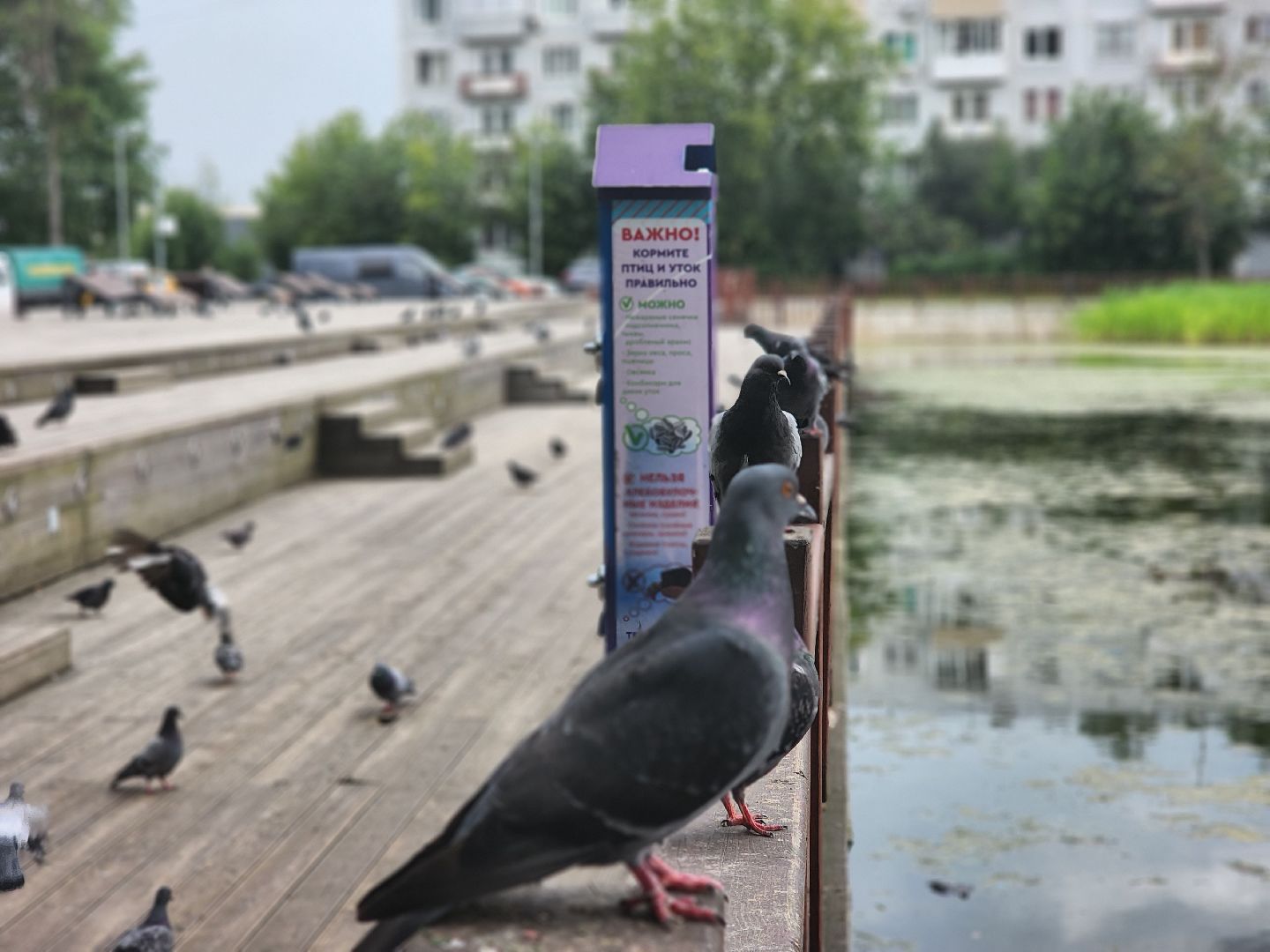 королёв, пруд в микрорайоне Юбилейный, полезное питание для уток,