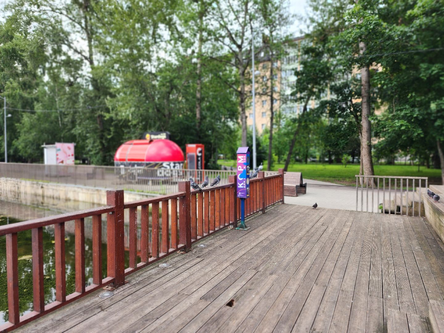 королёв, пруд в микрорайоне Юбилейный, полезное питание для уток,