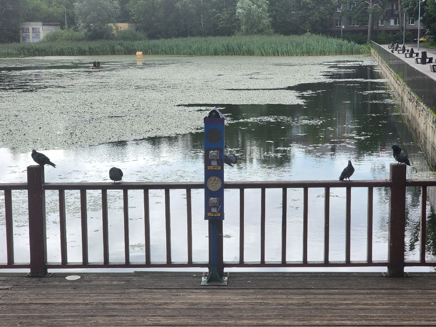 королёв, пруд в микрорайоне Юбилейный, полезное питание для уток,