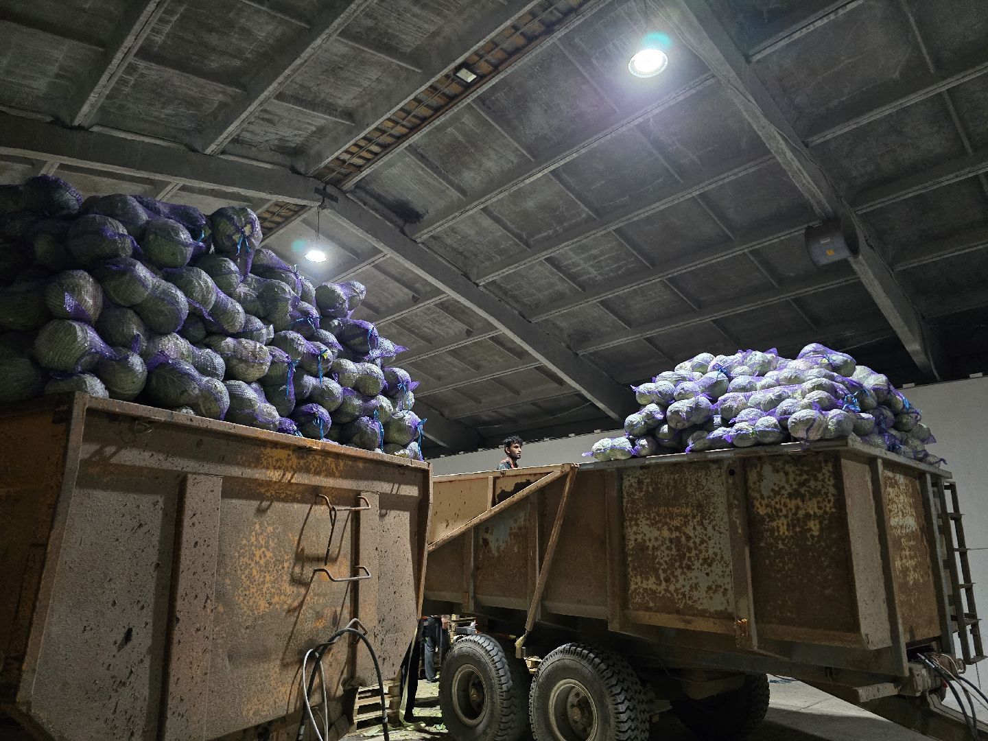 Коломна, сельское хозяйство, овощехранилище,