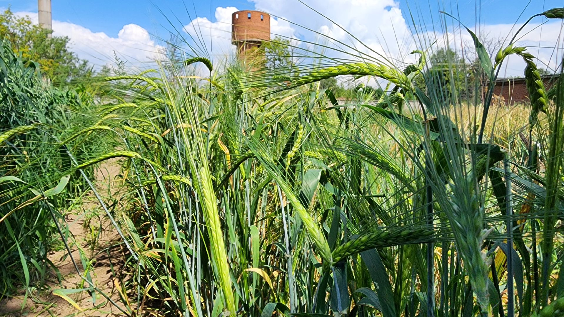ступино, образование, агроклассы,