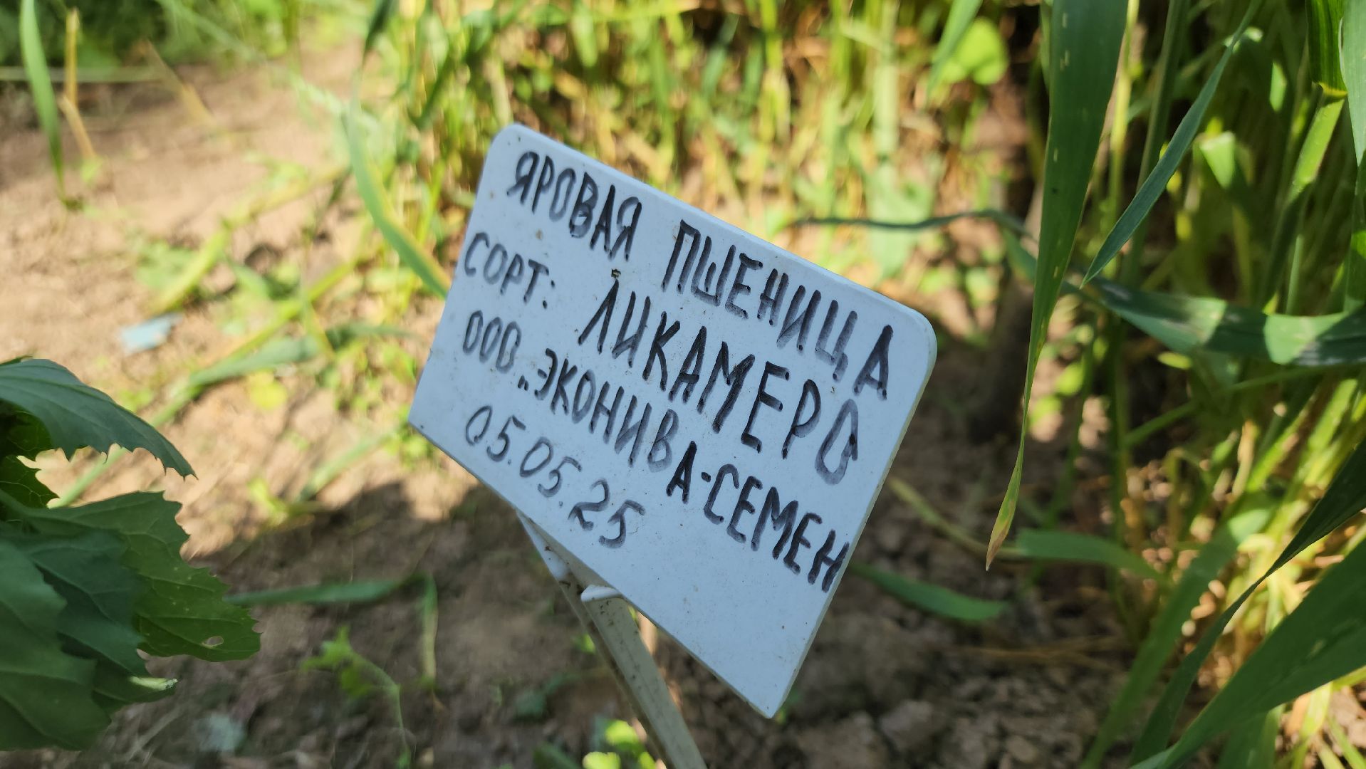 ступино, образование, агроклассы,