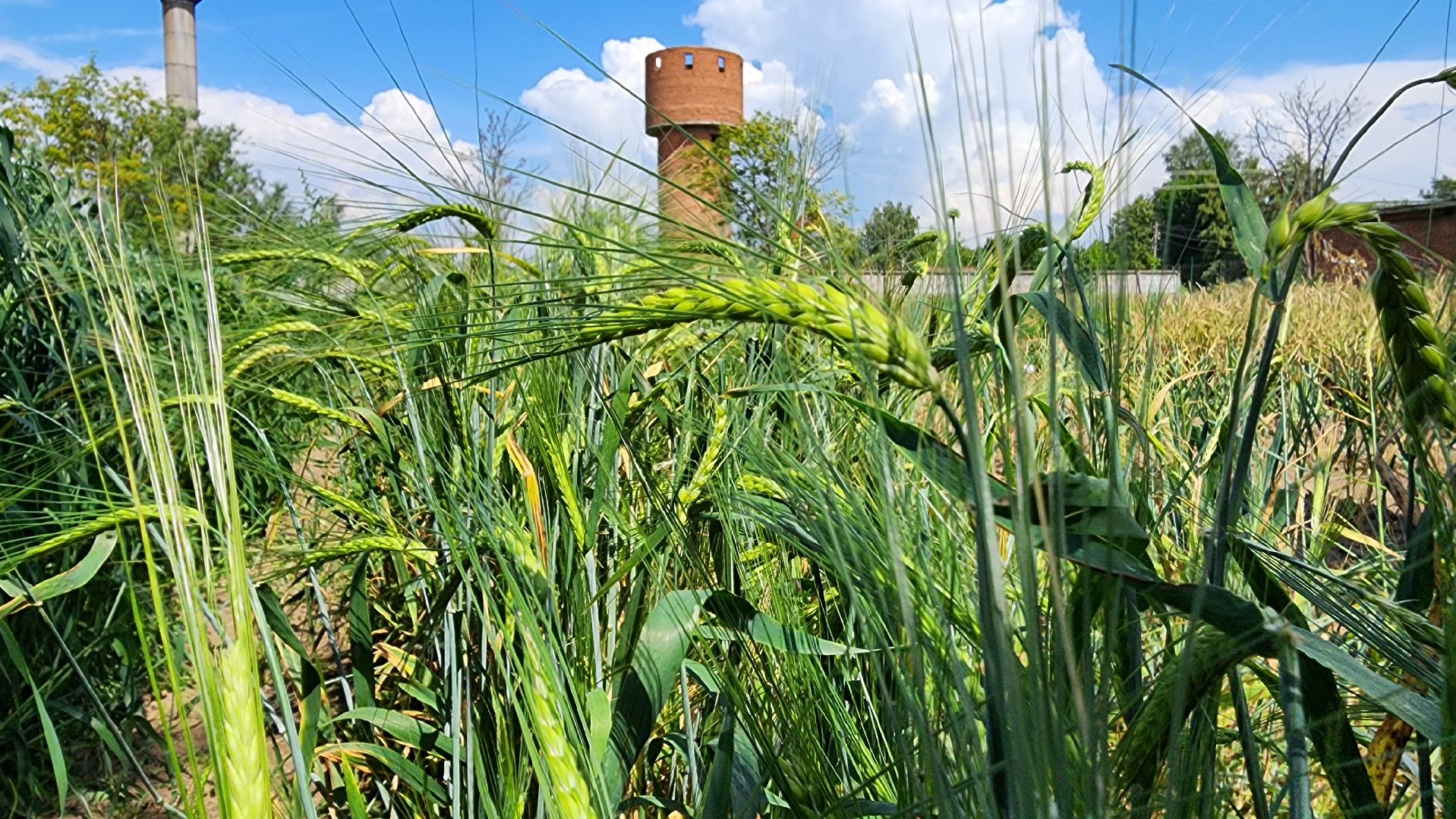 ступино, образование, агроклассы,