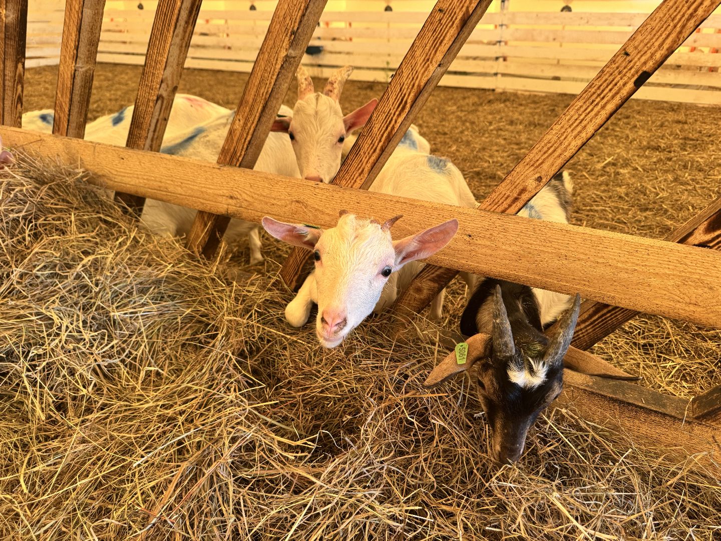 шаховская, экоферма, сыр, козы, овцы,