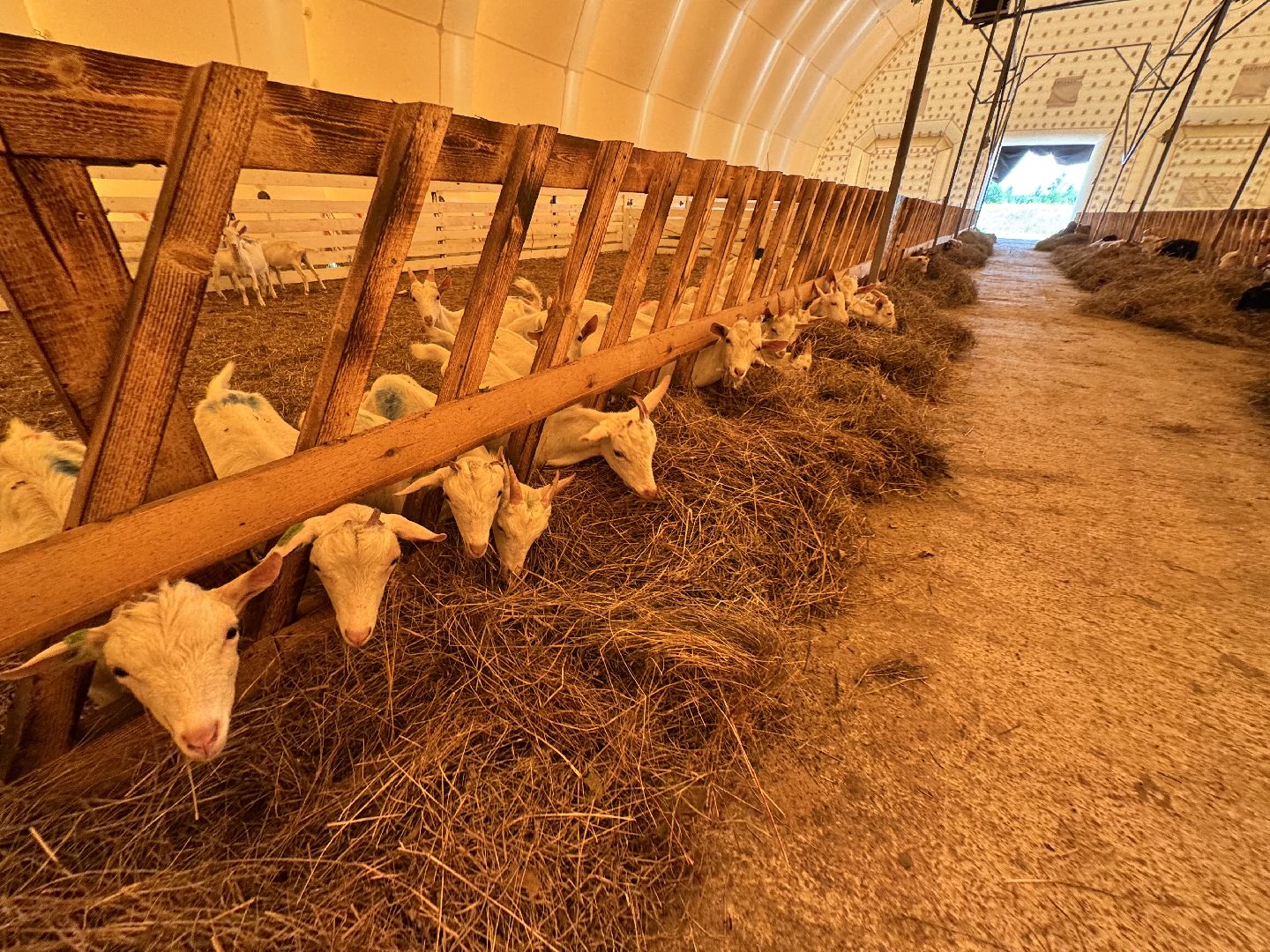 шаховская, экоферма, сыр, козы, овцы,