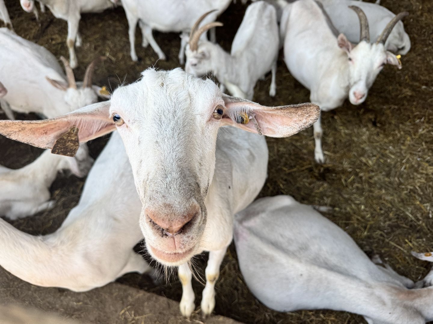 шаховская, экоферма, сыр, козы, овцы,