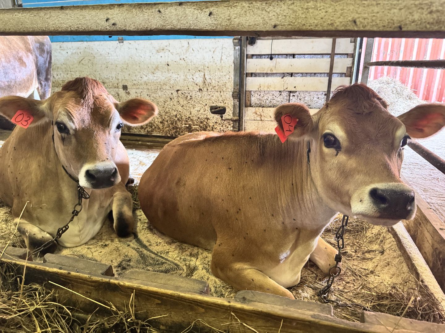 шаховская, экоферма, сыр, козы, овцы,