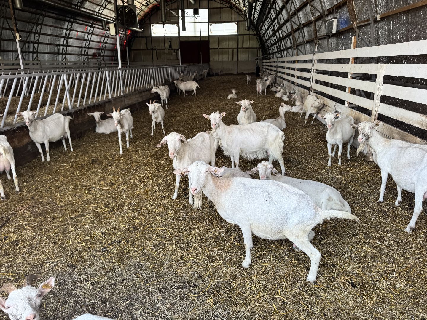 шаховская, экоферма, сыр, козы, овцы,