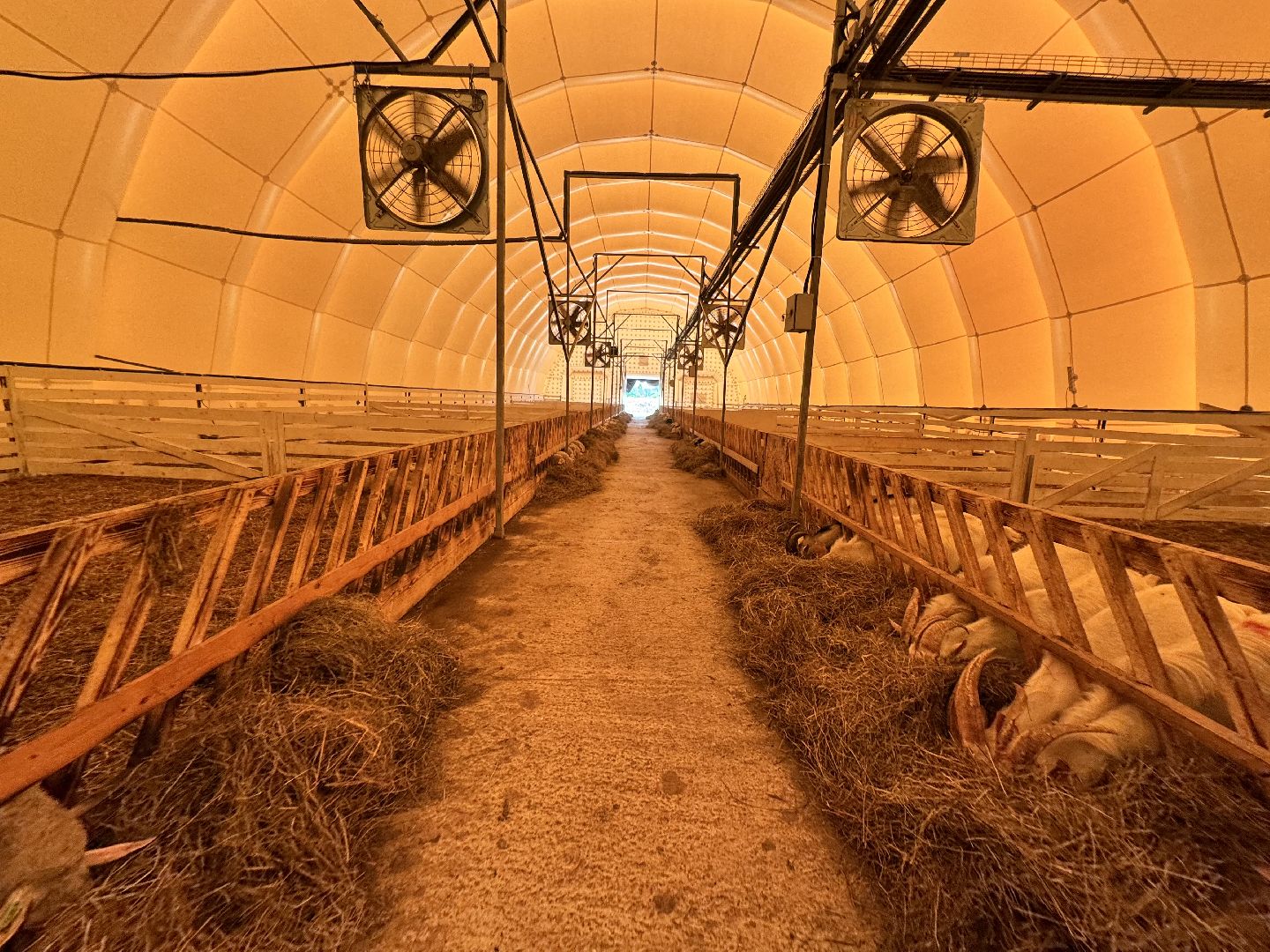 шаховская, экоферма, сыр, козы, овцы,