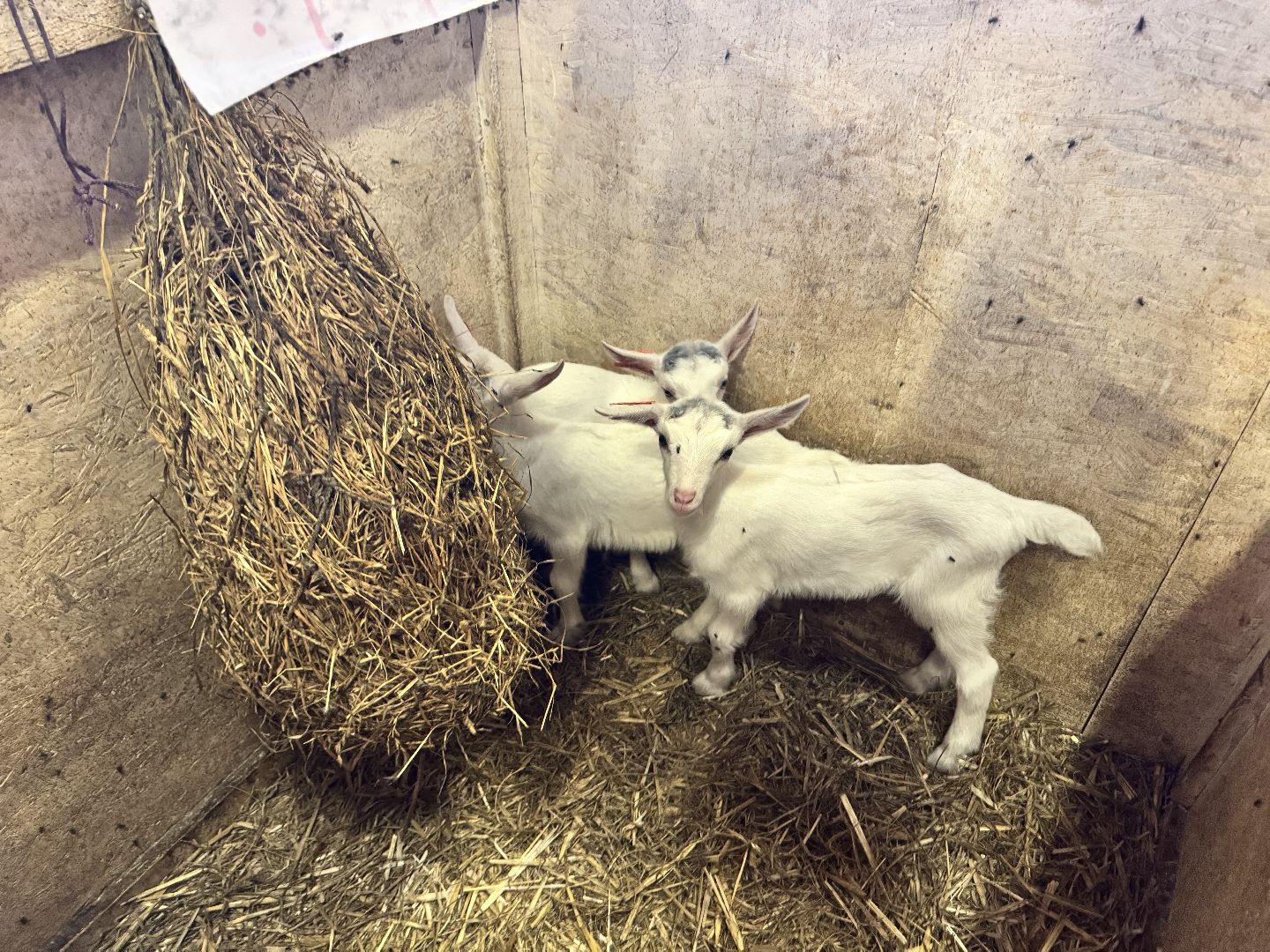 шаховская, экоферма, сыр, козы, овцы,