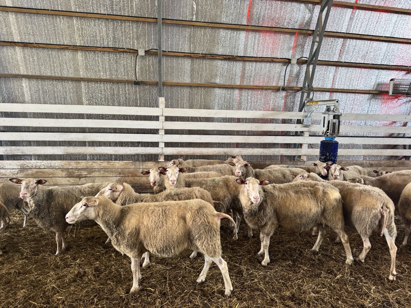 шаховская, экоферма, сыр, козы, овцы,