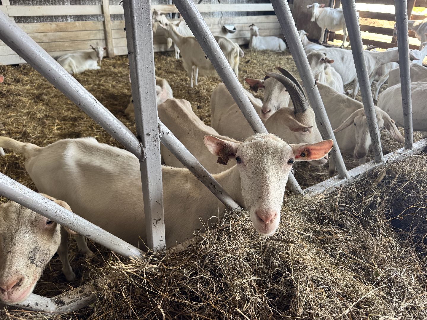 шаховская, экоферма, сыр, козы, овцы,