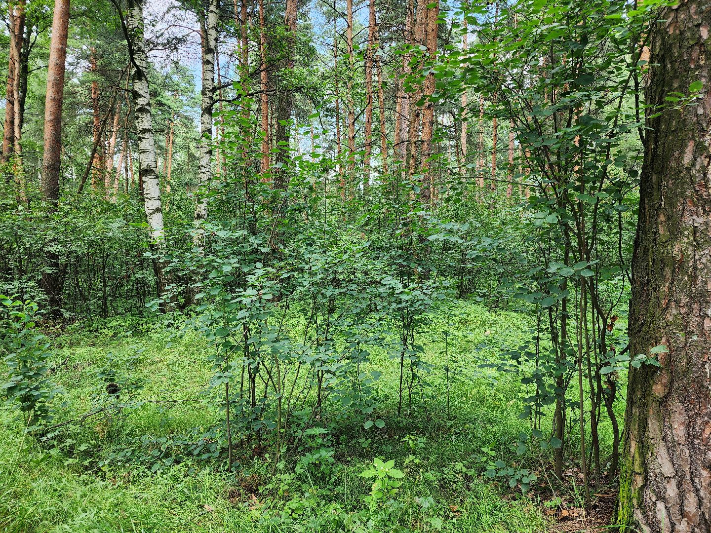 ягодный сезон, ирга, сбор ягод, ногинское лесничество, богородский городской округ,