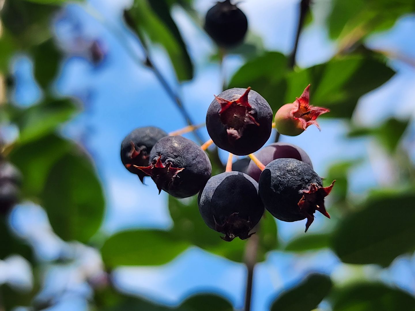 ягодный сезон, ирга, сбор ягод, ногинское лесничество, богородский городской округ,