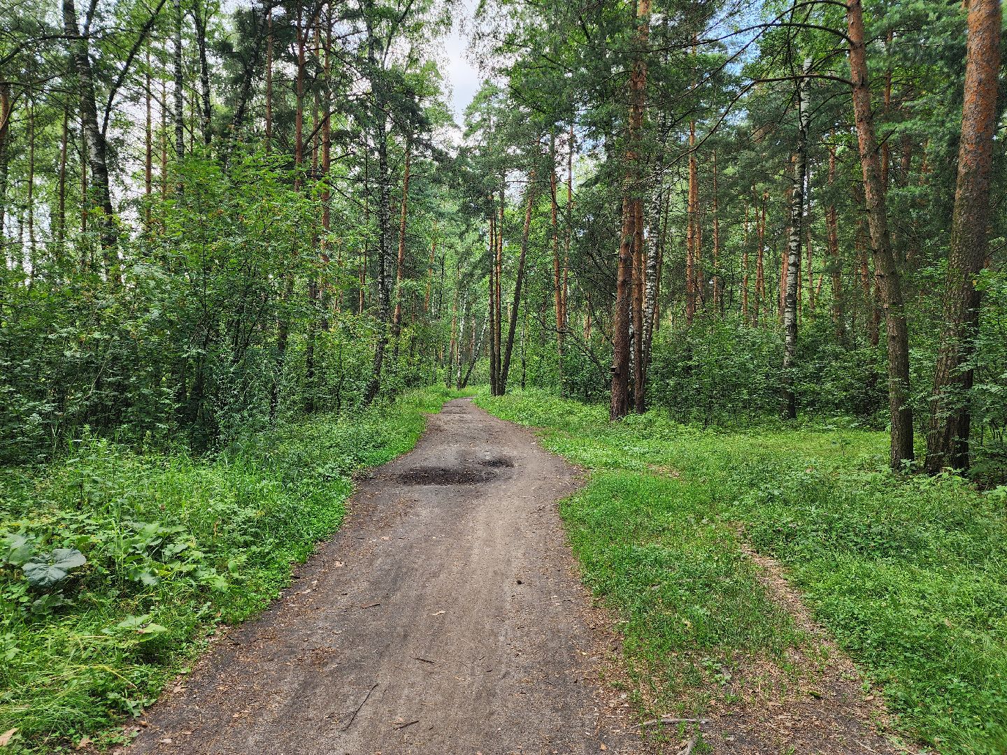 ягодный сезон, ирга, сбор ягод, ногинское лесничество, богородский городской округ,
