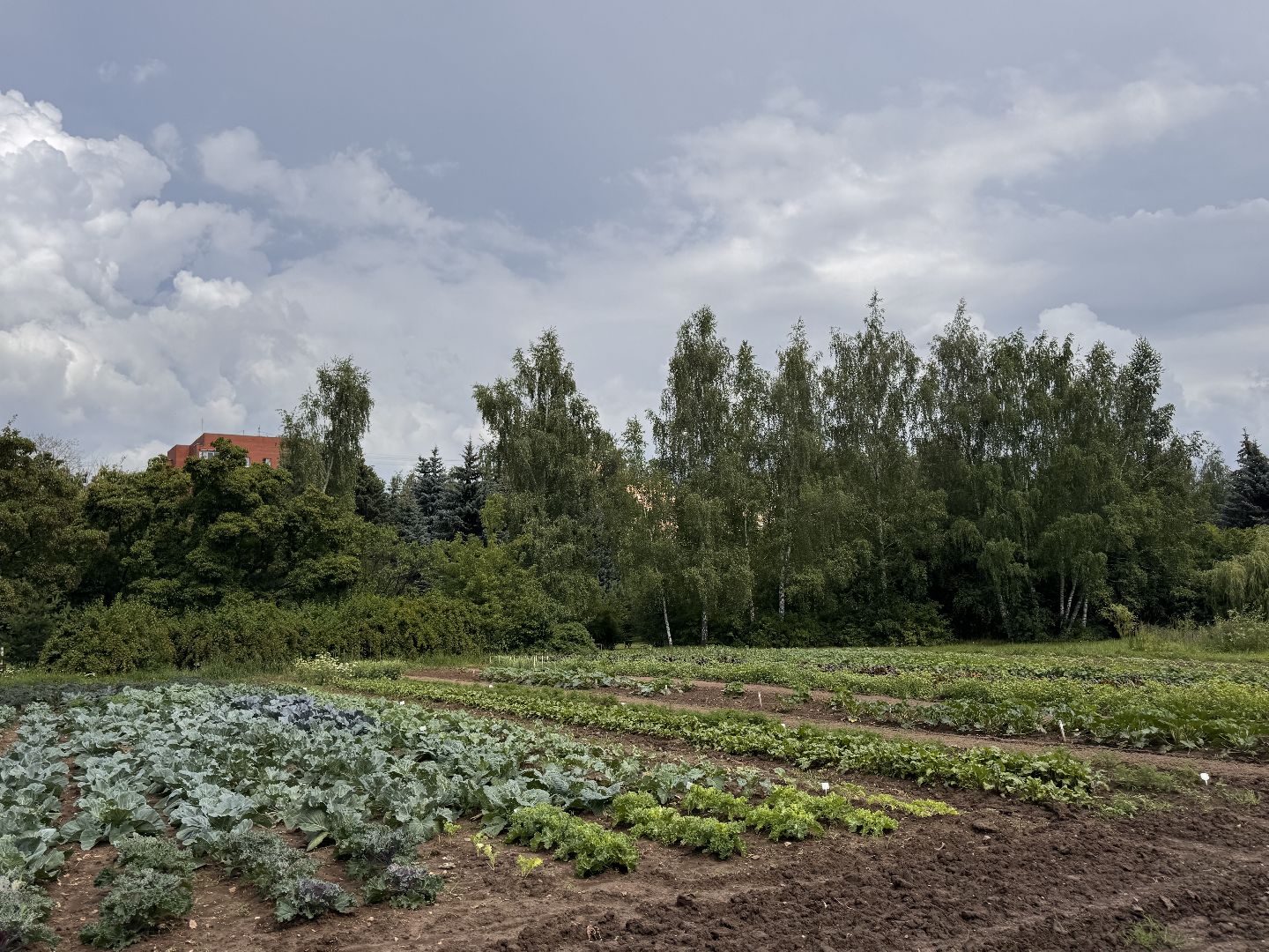 ФНЦО ВНИИСОК, Грибовская станция, Одинцово, Молодые учные,