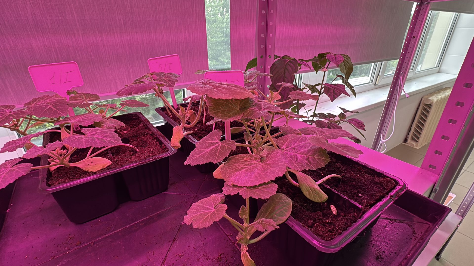 ФНЦО ВНИИСОК, Грибовская станция, Одинцово, Молодые учные,