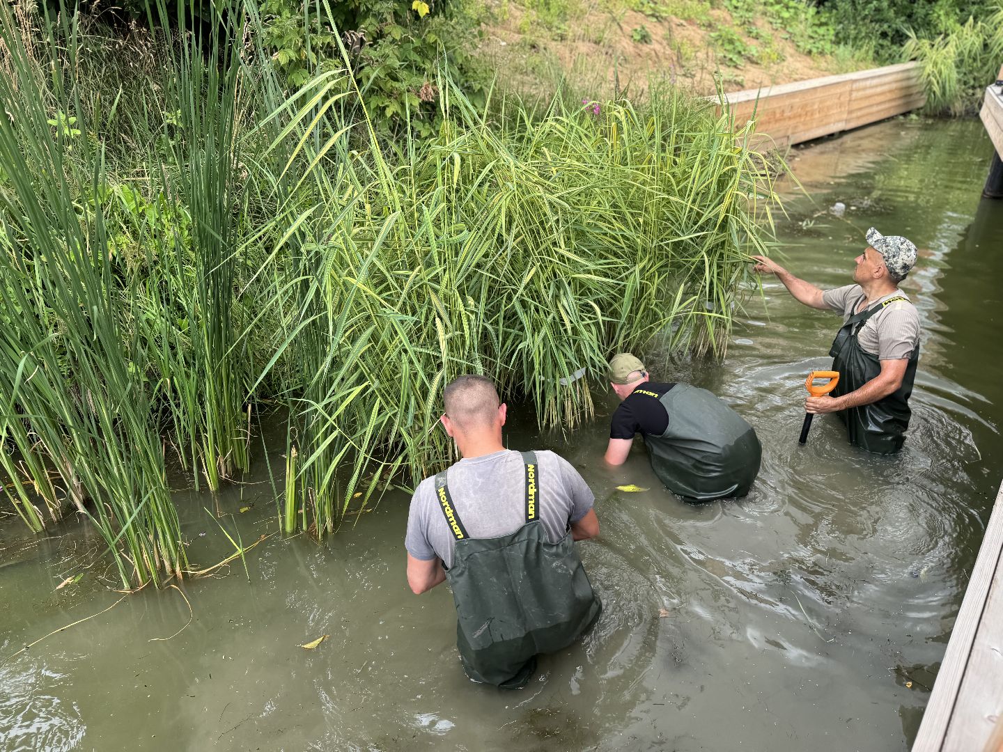 малый тарычевский пруд, ленинский городской округ, благоустойство, высадка растений,