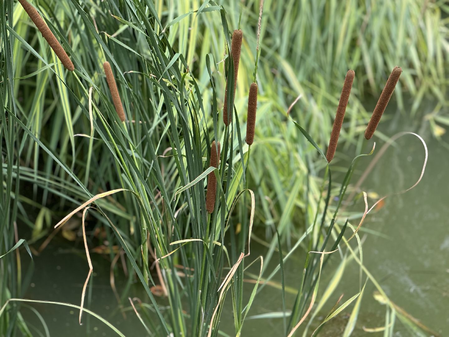 малый тарычевский пруд, ленинский городской округ, благоустойство, высадка растений,
