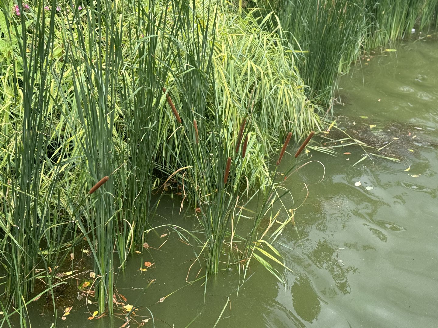 малый тарычевский пруд, ленинский городской округ, благоустойство, высадка растений,