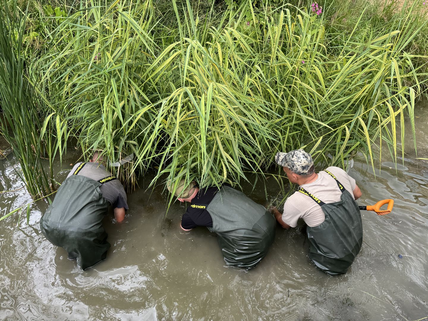 малый тарычевский пруд, ленинский городской округ, благоустойство, высадка растений,