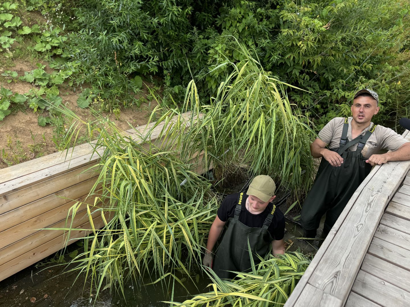 малый тарычевский пруд, ленинский городской округ, благоустойство, высадка растений,