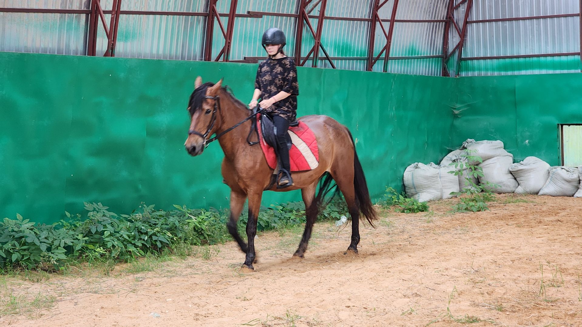волоколамск, опекунство, приемные дети, лошади,