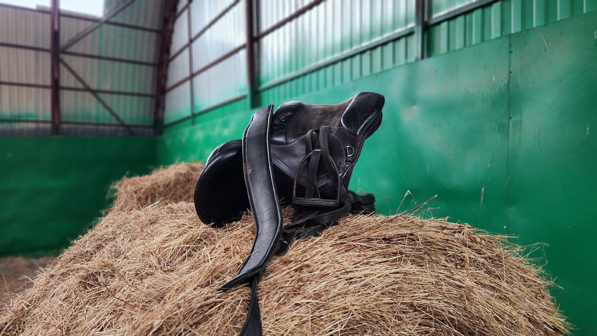 волоколамск, опекунство, приемные дети, лошади,