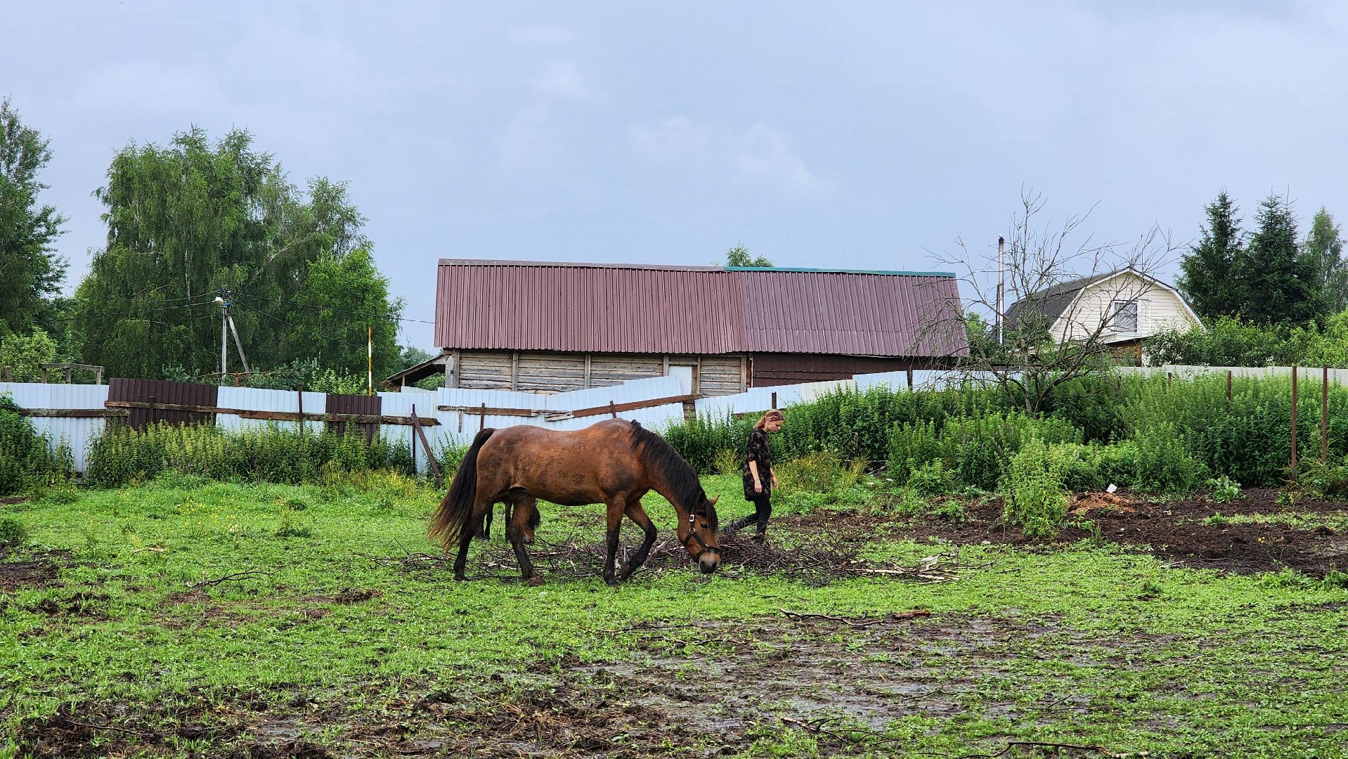 волоколамск, опекунство, приемные дети, лошади,