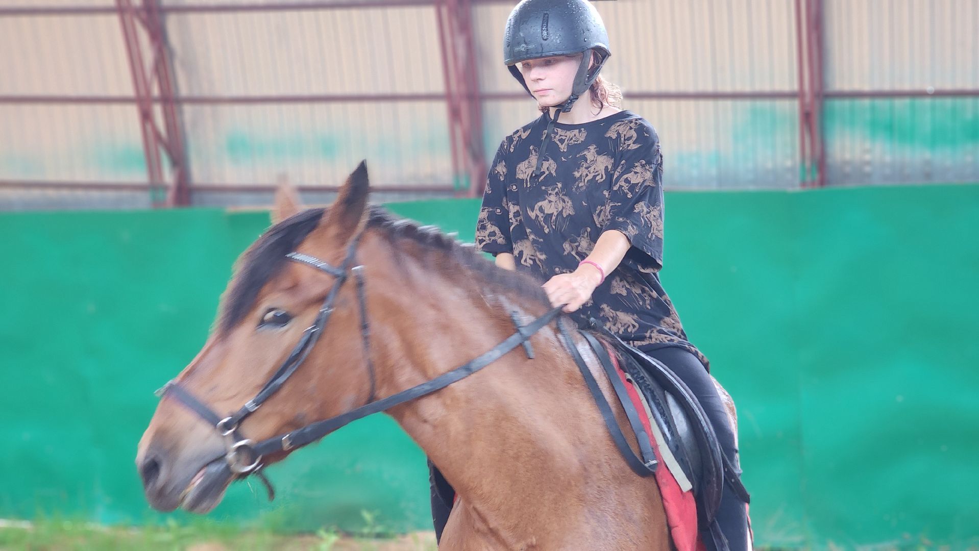 волоколамск, опекунство, приемные дети, лошади,