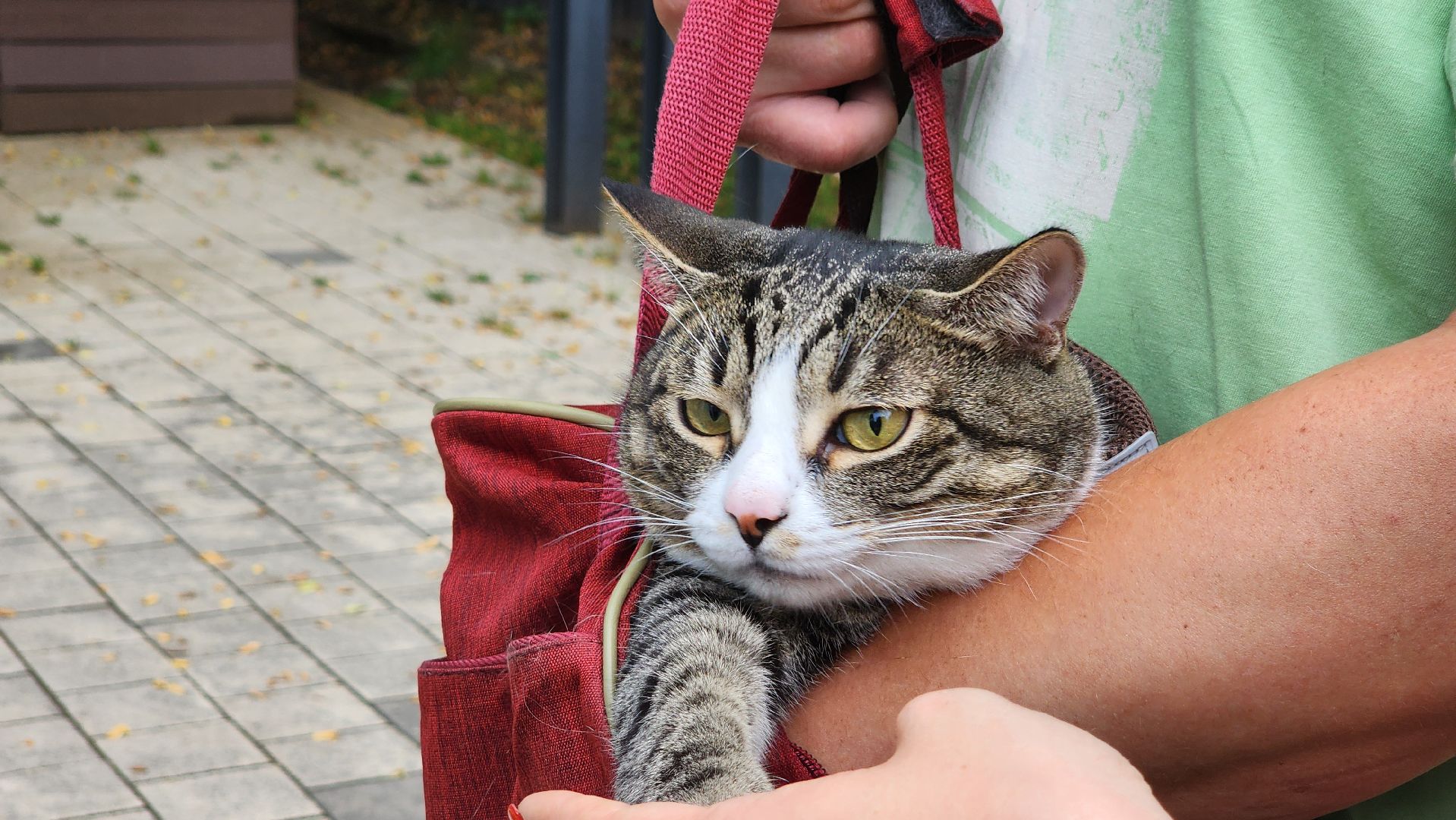 солнечногорск, городской парк, вакцинация, бешенство, домашние животные,
