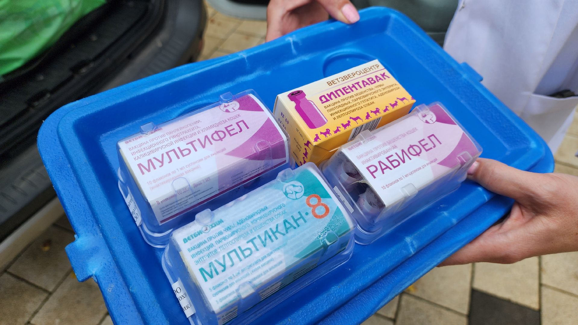 солнечногорск, городской парк, вакцинация, бешенство, домашние животные,