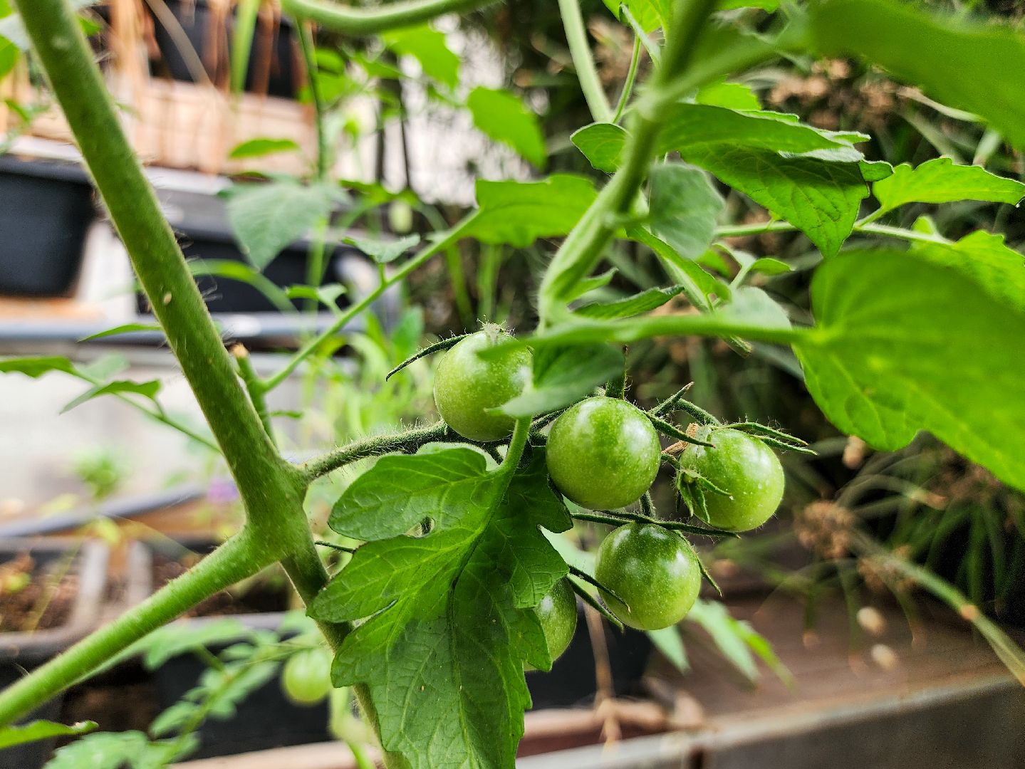 Подольск, школа 29 имени забродина, профильные классы, ветеринарный класс,набор учеников,