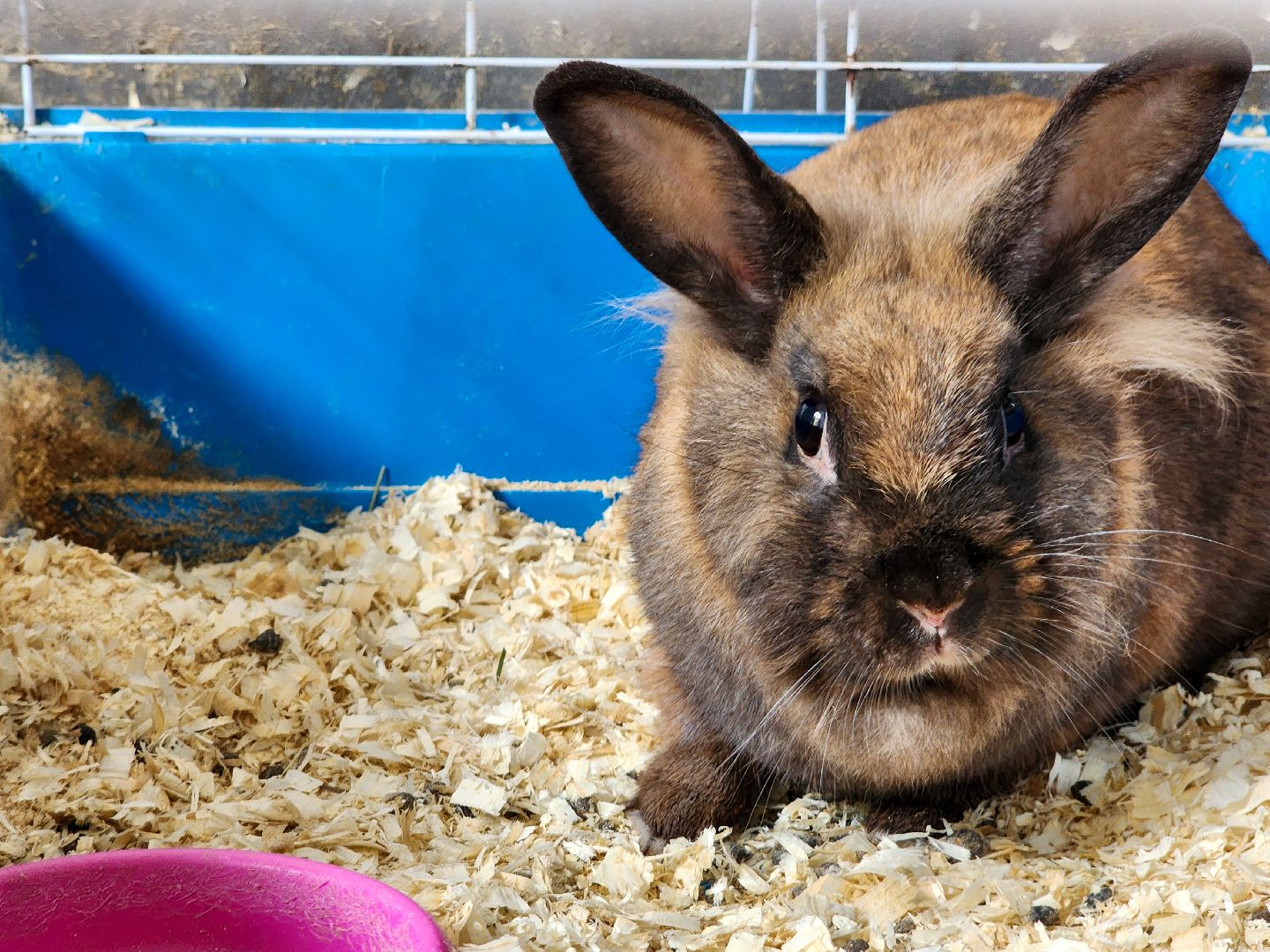 Подольск, школа 29 имени забродина, профильные классы, ветеринарный класс,набор учеников,