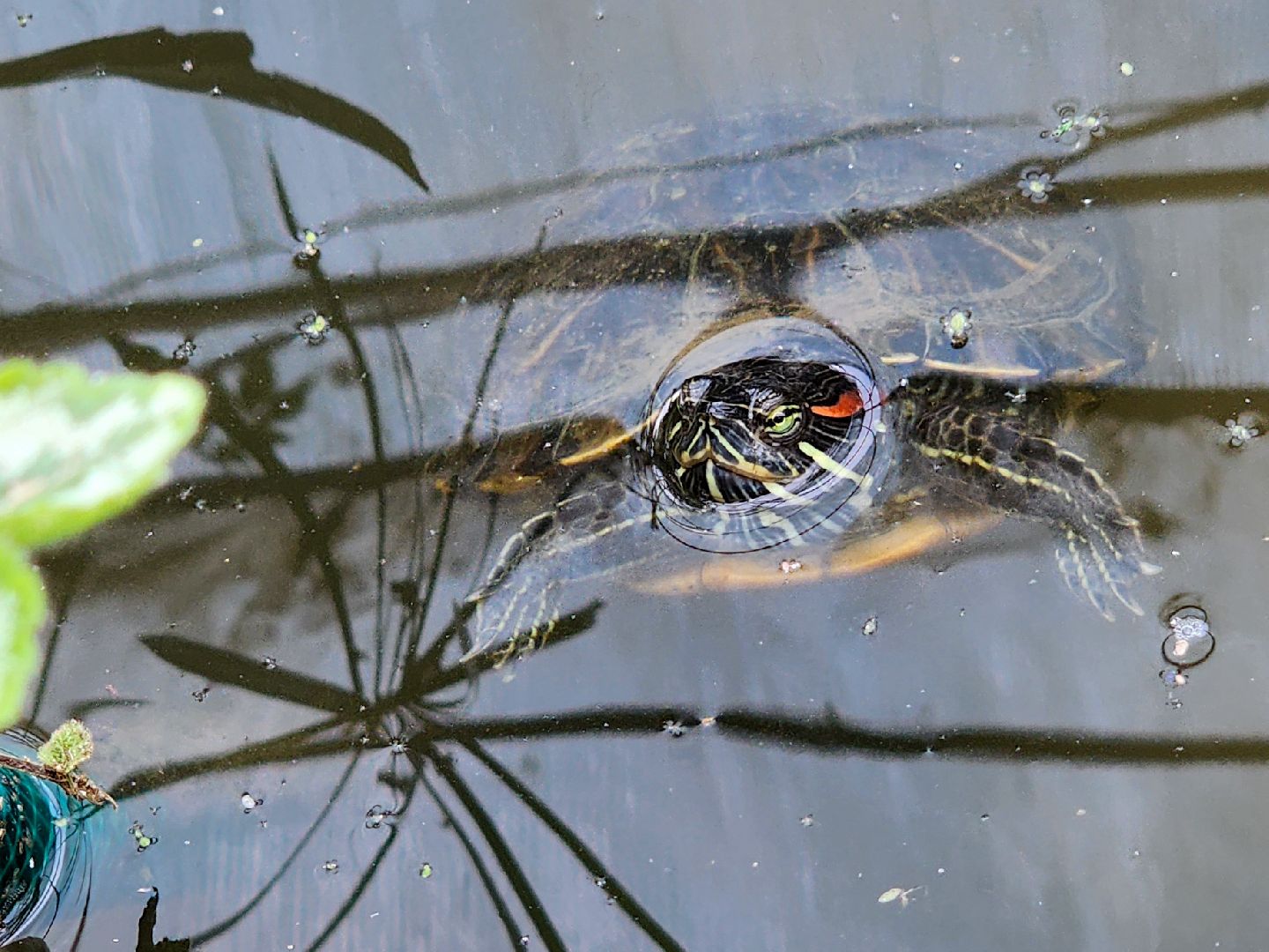 Подольск, школа 29 имени забродина, профильные классы, ветеринарный класс,набор учеников,