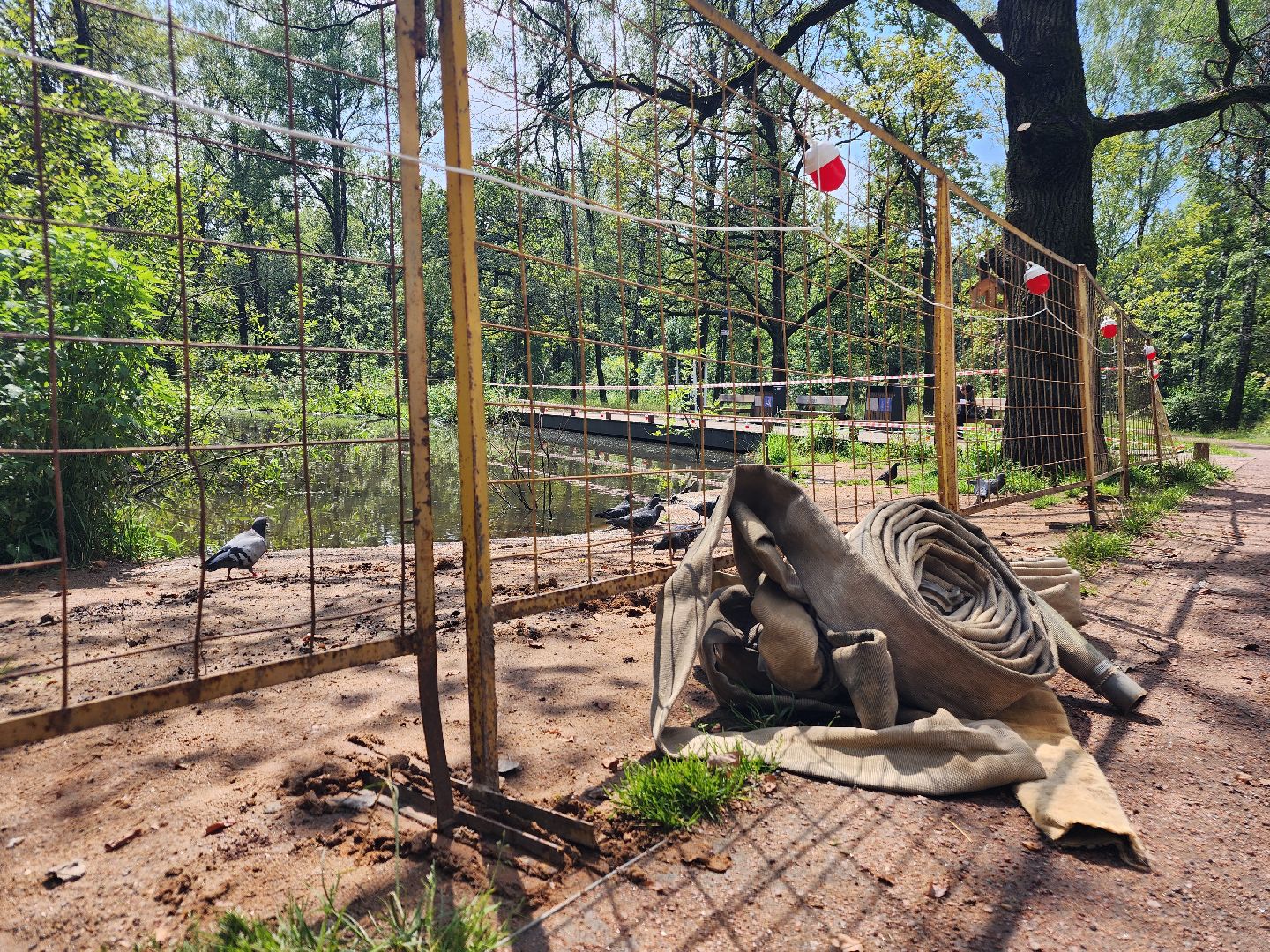 фрязино, благоустройство, лесопарк, очистка пруда,