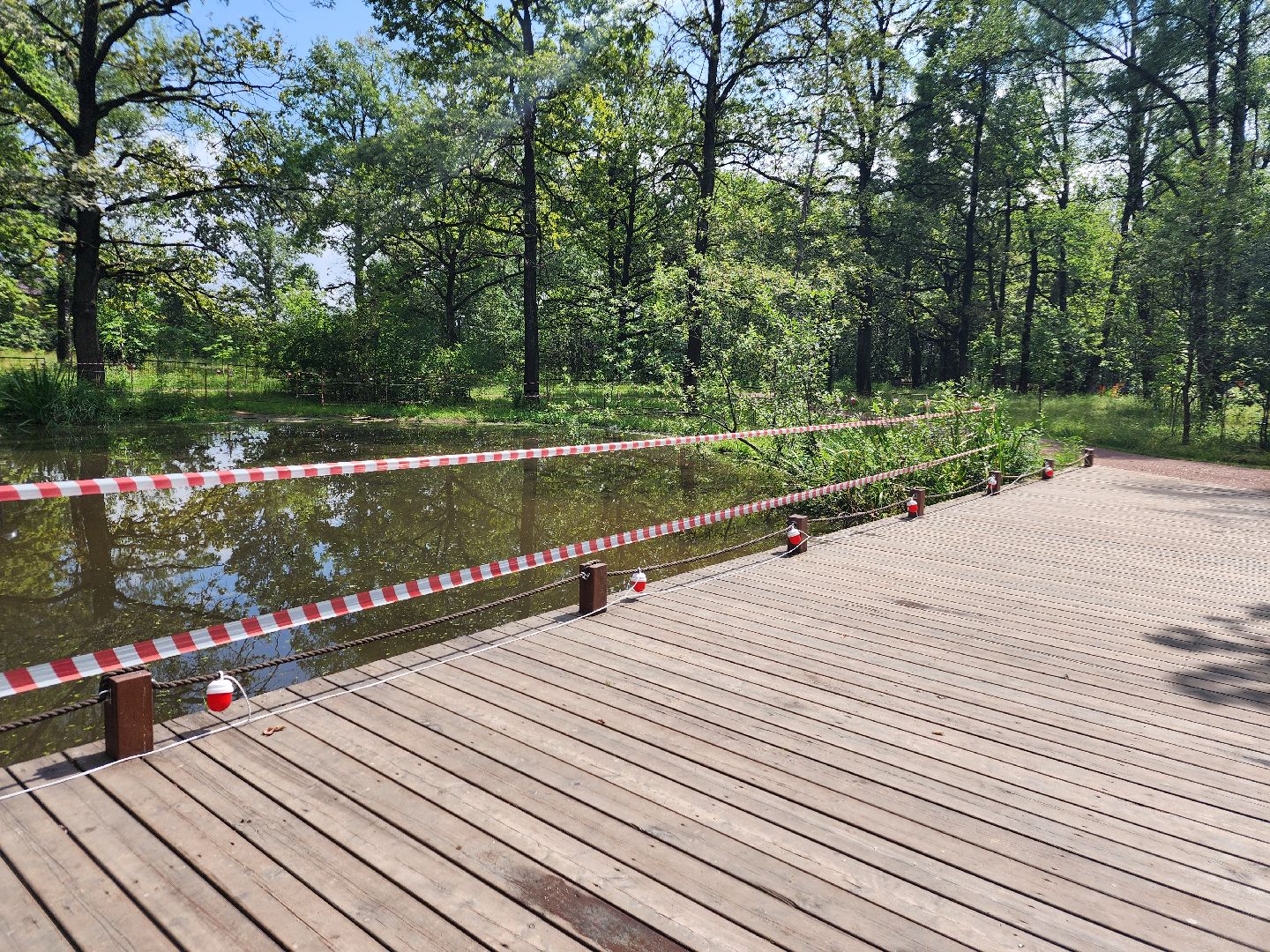 фрязино, благоустройство, лесопарк, очистка пруда,