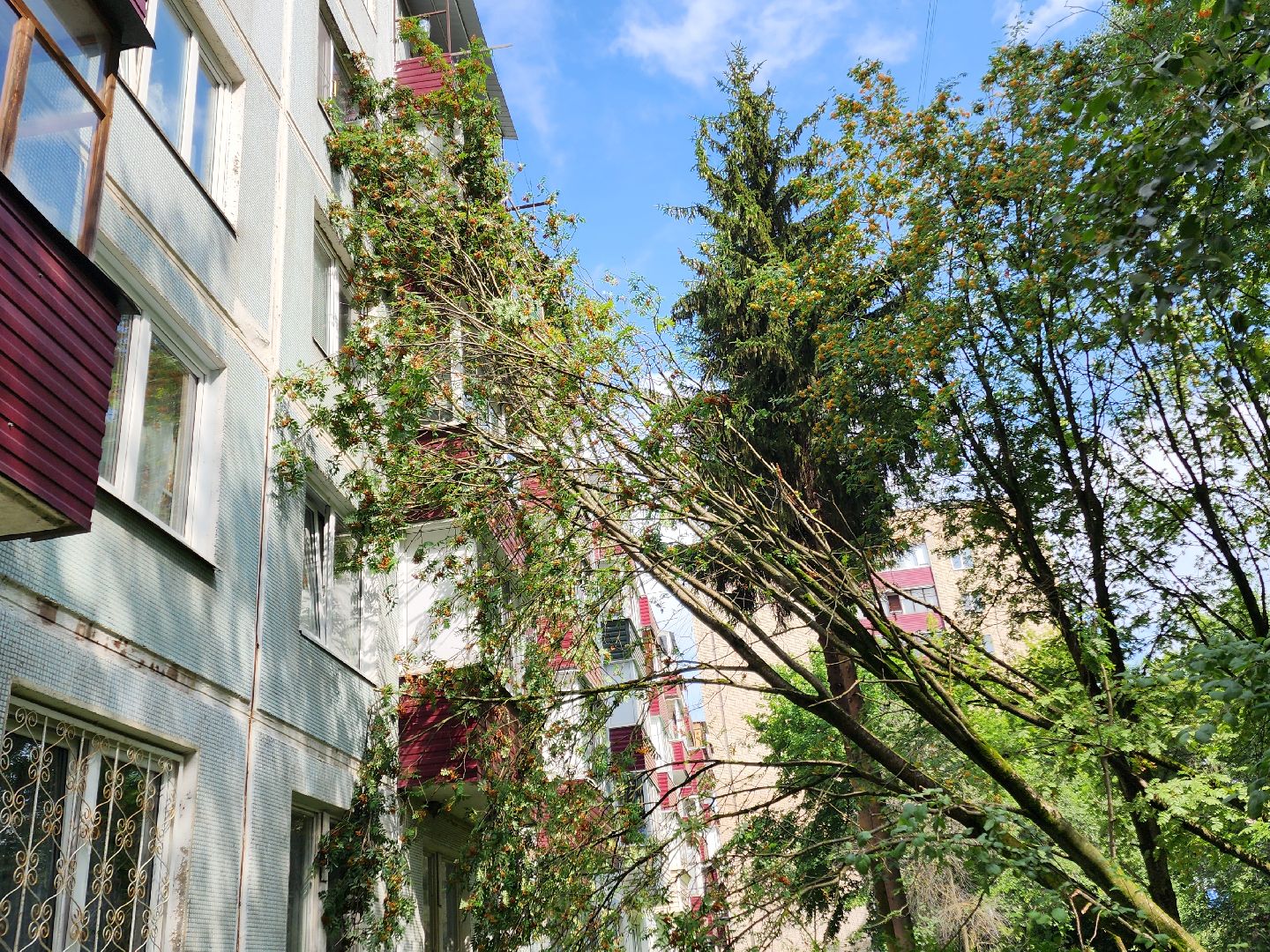 чехов, вокзальная площадь 2, аварийные деревья, удаление упавших деревьев, сухостой, содержание придомовой территории, мбу чеховское благоустройство, уборка веток,содержание двора,добродел,