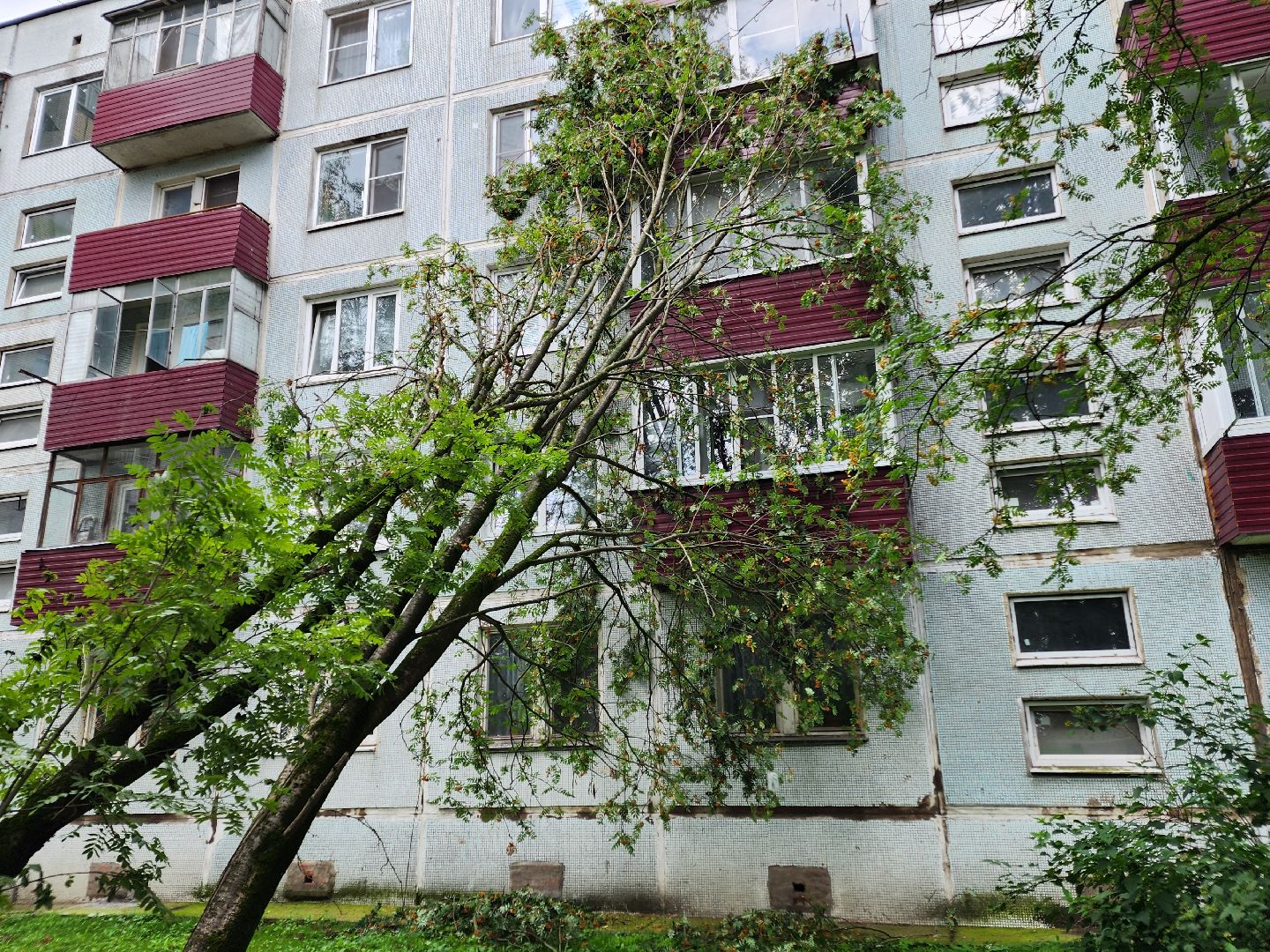 чехов, вокзальная площадь 2, аварийные деревья, удаление упавших деревьев, сухостой, содержание придомовой территории, мбу чеховское благоустройство, уборка веток,содержание двора,добродел,