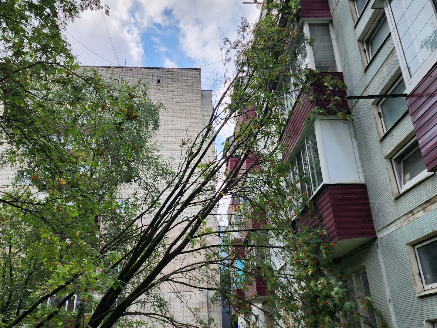 чехов, вокзальная площадь 2, аварийные деревья, удаление упавших деревьев, сухостой, содержание придомовой территории, мбу чеховское благоустройство, уборка веток,содержание двора,добродел,