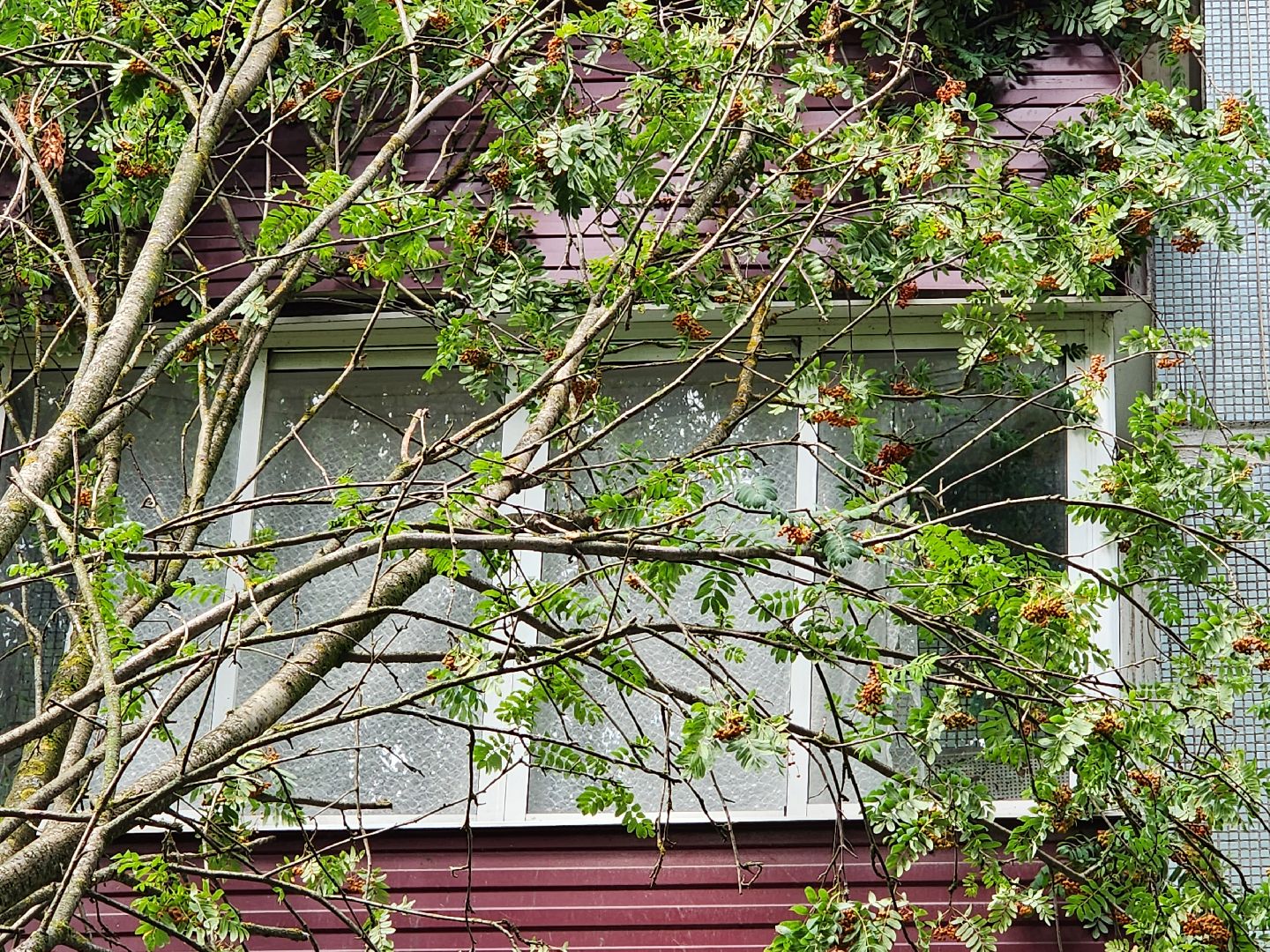 чехов, вокзальная площадь 2, аварийные деревья, удаление упавших деревьев, сухостой, содержание придомовой территории, мбу чеховское благоустройство, уборка веток,содержание двора,добродел,