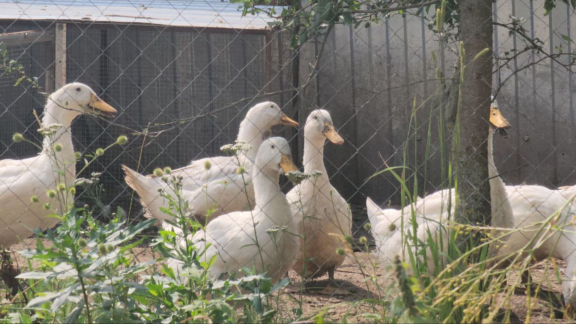 Луховицы #Павловское #МодернизацияЖКХ #НоваяКотельная #ТеплоДляДома #СтройкаГода #Подмосковье,