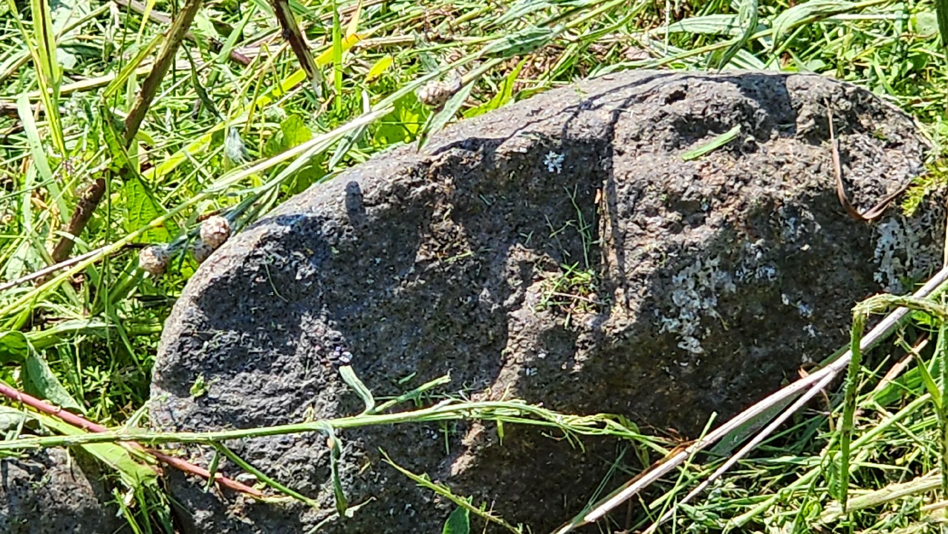 руза, хаски-деревня, рузская аляска, камень желаний,